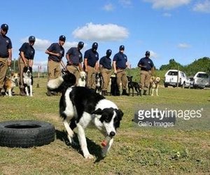 Western Cape police are seeking dog donations